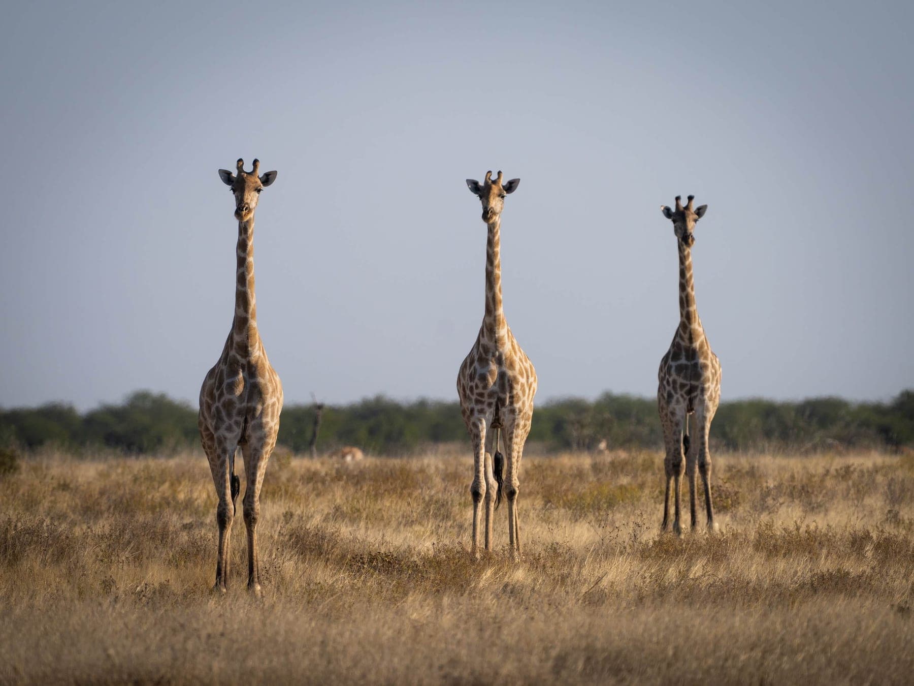 Trois girafes alignées dans la savane au petit matin