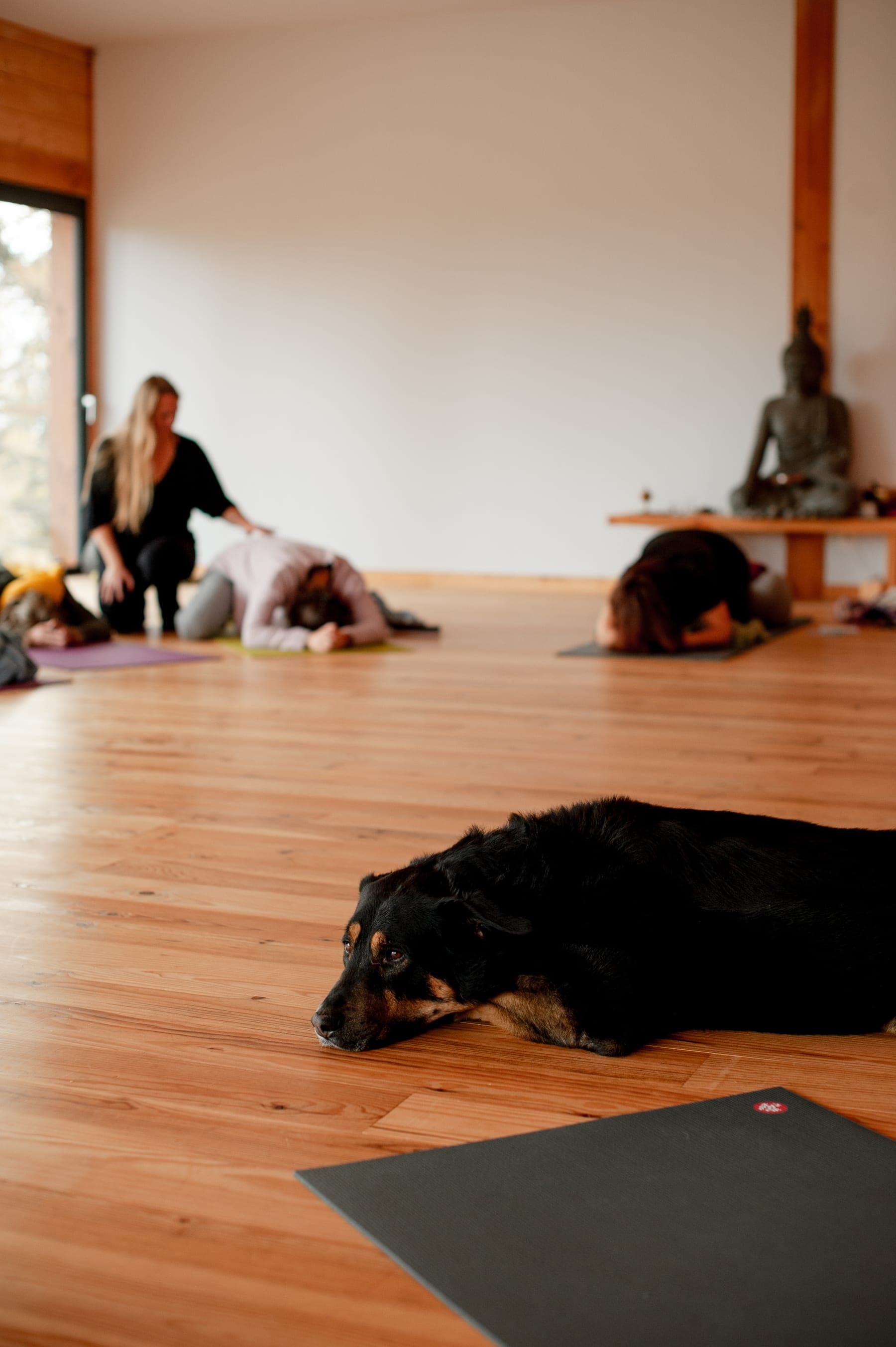 Une séance collective en salle, élèves au sol et chien allongé au premier plan