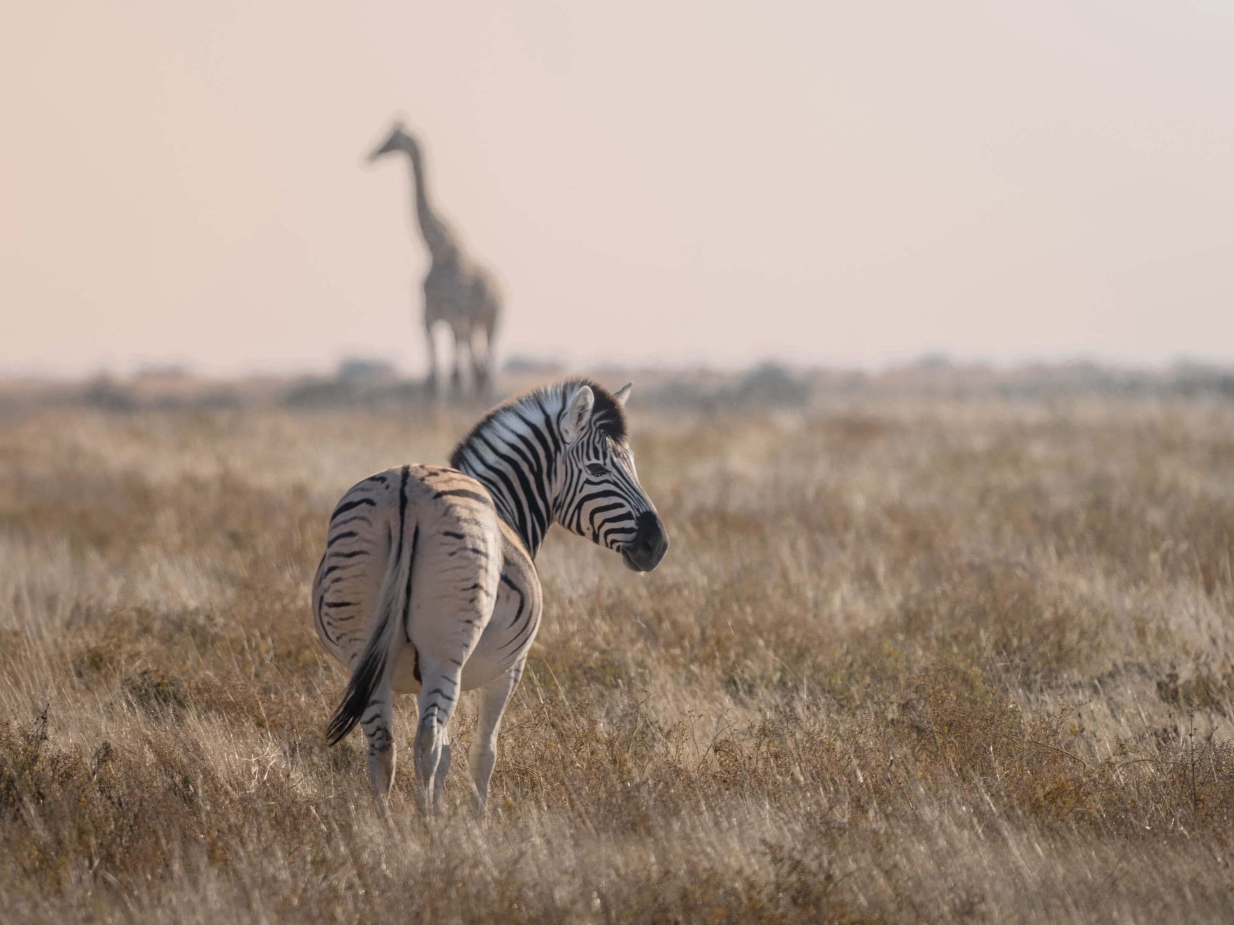Un zèbre et une girafe partageant la même plaine herbeuse