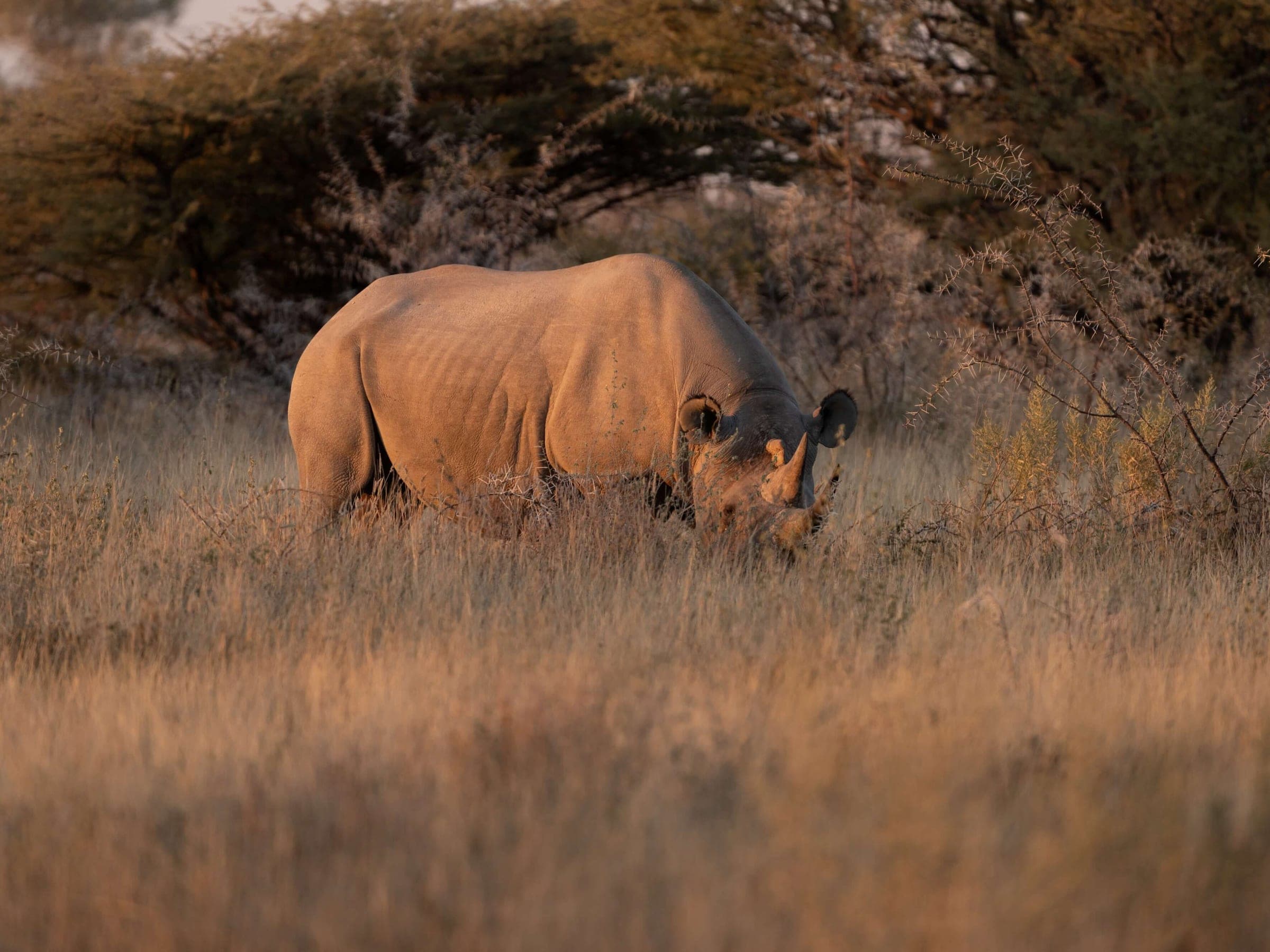 Un rhinocéros broutant paisiblement dans la savane sèche