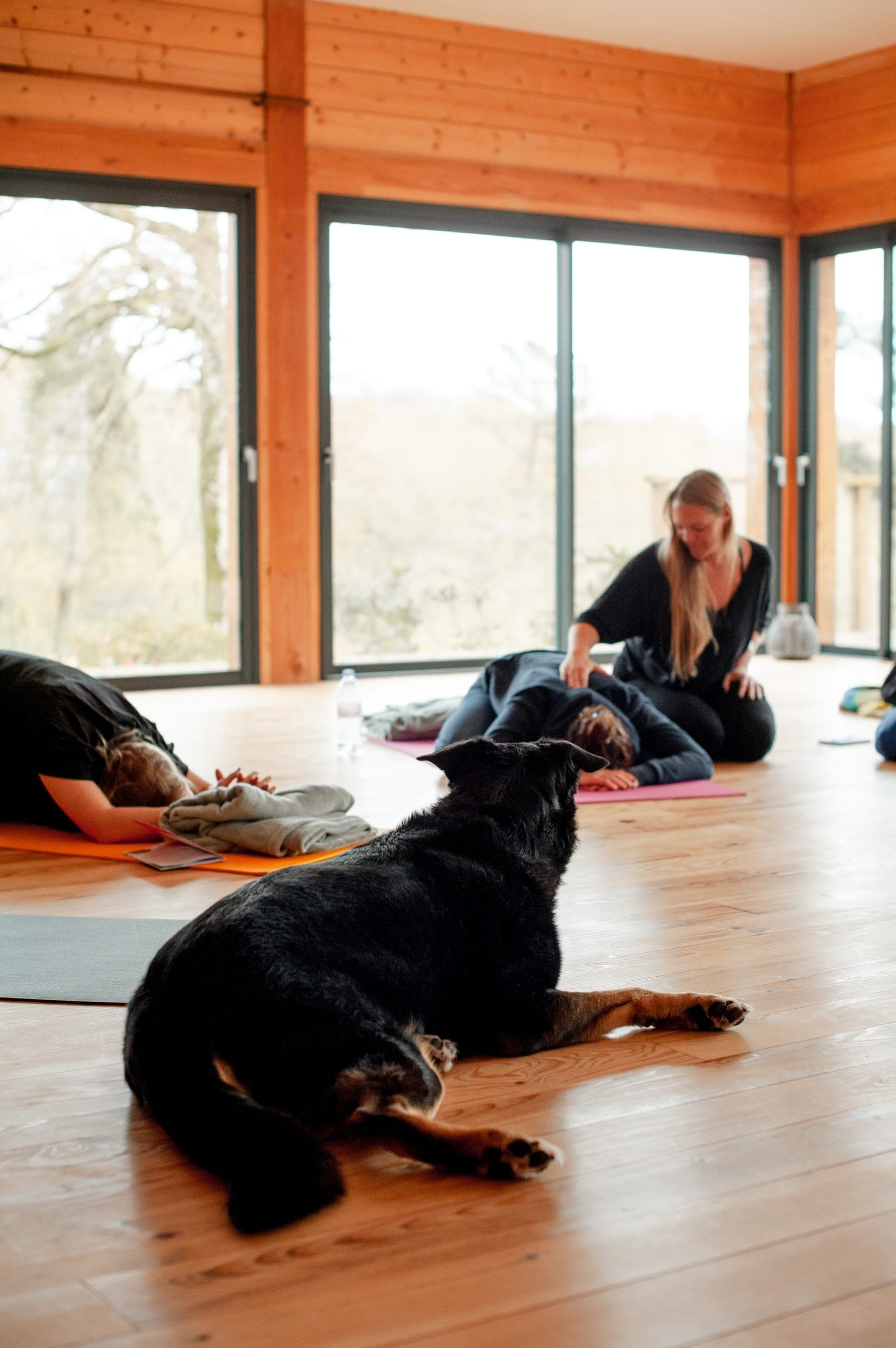 Une séance en salle baignée de lumière, un chien couché au premier plan
